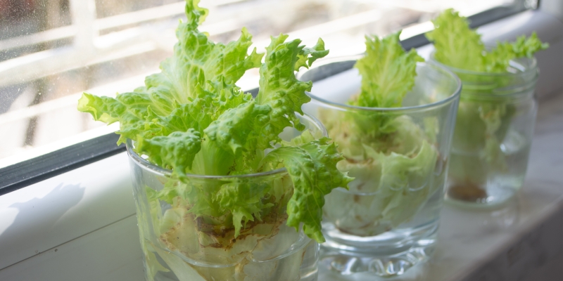 Как дать вторую жизнь продуктам, когда их срок годности подходит к концу